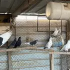 للبيع حمام مشكل