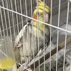 ذكر كروان للبيع