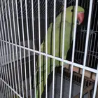 بغبغاء دره هندي أثنى