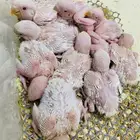 فروخ روز