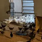 بط بكين صوص دجاج فيومي وبلدي