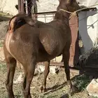 معزا