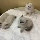 قطط هملايا صغيره