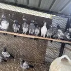 حمام بكستاني