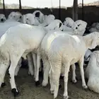 سواكن شحم