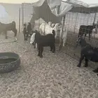 تيوس