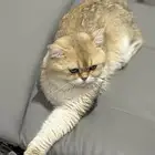 قط سكوتش ستريت بريتش خدود قولد للبيع