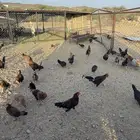 دجاج بلدي حضان شرط
