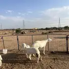 غنم حريه حرش للبيع 16 تحتها 17 وأربع مفاصيل