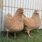 حمام كنق