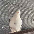 للبيع حمام ايراني