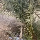 صنوا