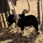 خرفان نجد