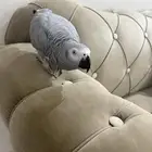 بغبغاء متكلم كاسكو