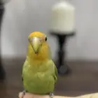 عصفور روز اليف