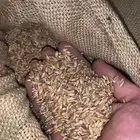 حب بر ( صيب )بللسمر