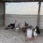 رومي للبيع
