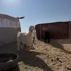 معزا خلفات حليب وافر 2 تحتها 4