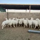 رخال حريات مقاني 6-7-8 شهور