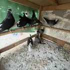 حمام قطيفي
