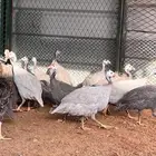 دجاج حبشي