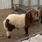 ذبايح للبيع
