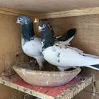 جوز تيدي
