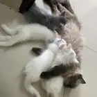 قطط للتبنى