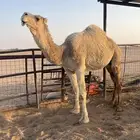 ناقه ضريبه طيبه