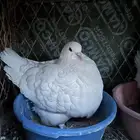 3 اجواز فرش ابيض صك حجم وشرط انتاج