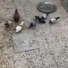 حمام بكستاني وكنق وزاجل للبيع