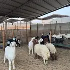 ذبائح للبيع