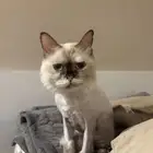 قطه للتبني