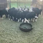 للبيع وعلى سوم اي سومه بدون رقم الجوال ملغيه وسوم عام