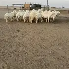 حريات دفيع