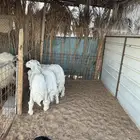 حريات حري ذبايح