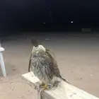 باشع طرح اليوم