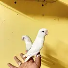 روز البينو عيون حمر