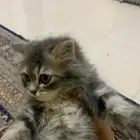 لتبني