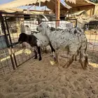 ساكني جدع مربى ثلاث شهور