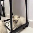 للبيع كتن بعمر 3 اشهر