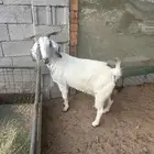 عنز شحم وعنز معها 2