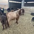 للبيع تيس فحل