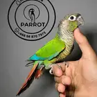كنيور قرين شك اليف (( تم البيع ))