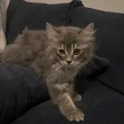 سكوتش شيرازي للتبني
