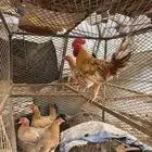 دجاج بلدي للبيع