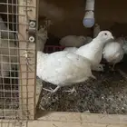 سمان جاهز لذبح