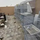 اقفاص 601