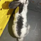 ارنب نتيردووف قزم هولندي اصلي