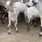 جفير العدد 10 رؤوس تربية ومطربات شي طيب ونظيف